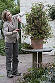 Cutting back geranium pyramid in spring