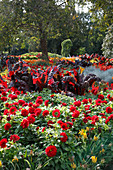 Rotes Sommerblumenbeet mit Beta vulgaris 'Vulkan' (Mangold), Dahlia (Dahlien)