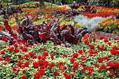 Rotes Sommerblumenbeet mit Beta vulgaris 'Vulkan' (Mangold), Dahlia (Dahlien), Tagetes (Studentenblumen), Calocephalus (Greiskraut, Stacheldraht)