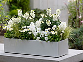 White spring box