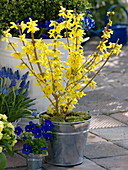 Forsythia 'Lynwood Gold' (gold bells) in metal bucket