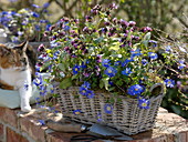 Basket jardiniere with anemone blanda (spring anemone)