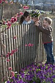 Kinder am Zaun, Junge gibt seiner Schwester Viola cornuta (Hornveilchen)