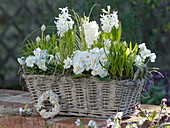Basket box with white spring bloomers