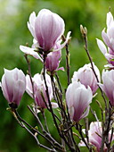 Magnolia soulangeana (Tulip magnolia)
