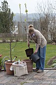 Planting and growing fruit trees in tubs (1/8)