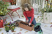 Girl planting in a box with horned violets and tulip bulbs (1/4)