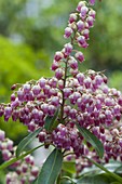 Pieris japonica 'Passion' (Lavendelheide) rotblühend