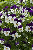 Viola cornuta 'Callisto Purple & White' (Hornveilchen)