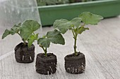 Cuttings of Lavatera olbia 'Barnsley' in peat pellets