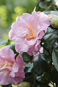Camellia japonica 'Laurie Bray' (Kamelie)