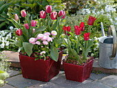 Tulipa (Tulpen) und Bellis (Tausendschön) in quadratischen roten Holztöpfen