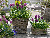 Tulipa 'Cum Laude' violett, 'Valentine' rosa-weiß (Tulpen) und Galium