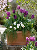 Tulipa 'Cum Laude' purple, 'Valentine' purple-white (tulips), Bellis