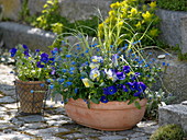 Blue spring bloomers in terracotta bowl