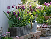 Tulipa 'Ballade' (Lily-flowered tulips), Carex muskingumensis 'Silberstreif' (Silver streak)