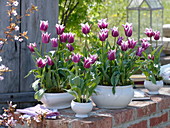 Tulipa 'Ballade' in terrines and soup cups