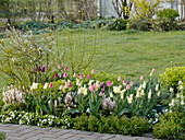 Frühlingsbeet mit Tulpen und Stauden : Tulipa 'Van Eijk' weiß-pink