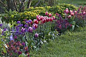 Tulipa 'Debutante' - rot-weiß, 'Ballade' (Tulpen), Erysimum (Goldlack)