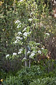 Blühender Birnbaum (Pyrus) im Staudenbeet