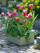 Tulipa 'Leen van der Mark' (Tulpen) mit Oregano (Origanum) in Metall- Kiste