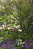 Frühlingsbeet mit Tulipa 'White Triumphator' 'Ballade' (Tulpen), Waldsteinia