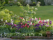 Tulipa 'White Triumphator' 'Valentine' purple-white, 'Van Eijk' red-white (tulips)