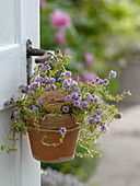 Cascade thyme (Thymus longifolius) in clay pot hung on door handle