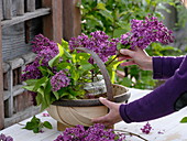 Lilac bouquet in round chip basket (1/2)