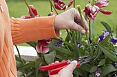 Frau schneidet verblühte Blüten von Tulipa (Tulpen) ab