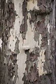 Platanus acerifolia syn. hispanica (plane tree), peeling bark