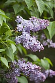 Syringa vulgaris 'President Lincoln' (Flieder)