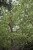 Davidia involucrata (Taschentuchbaum)