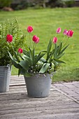 Tulipa 'Van Eijk' (Tulpen) und Thymian (Thymus) in Zinkeimer