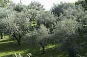 Olive trees (Olea europaea) at Lake Garda
