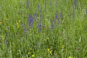 Flowering meadow with meadow sage (Salvia pratensis)