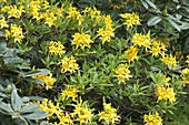 Rhododendron luteum (Gelbe Alpenrose, Pontische Azalee)