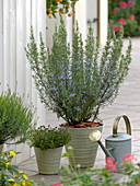 Rosmarin (Rosmarinus) blühend, Thymian (Thymus), Lavandula