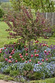 Malus 'Paul Hauber' (ornamental apple), tree slice with Tulipa 'Leen van der Mark'.