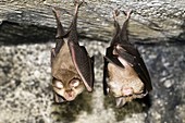 Lesser horseshoe bat (Rhinolophus hipposideros, Slovakia, Europe)