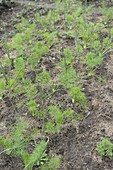 Mixed culture with fennel (Foeniculum) and onions (Allium cepa)