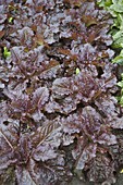 Red plucking lettuce (Lactuca sativa var. crispa)