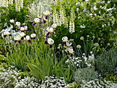 Iris barbata elatior 'Wabash' (Hohe Bart-Iris), Lupinus polyphyllus 'Fräulein'