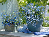 Lobelia Hot 'Tiger' on the left, 'Pretty Heaven' on the right (bird-eye)