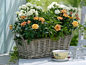 Scented basket with Rosa (potted roses), Dianthus (carnations), sage