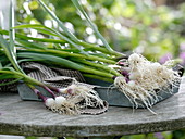 Freshly harvested and washed garlic (Allium sativum)