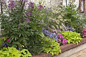 Summer flower bed with foliage decoration and fragrant ornamental tobacco