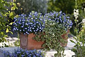 Lobelia Hot 'Tiger' (Männertreu) und Glechoma hederacea 'Variegata'