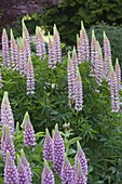 Lupinus polyphyllus 'Castle Lady' (Lupines)