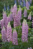 Lupinus polyphyllus 'Schlossfrau' (Lupines)